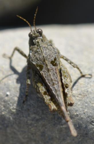 Paratettix meridionalis